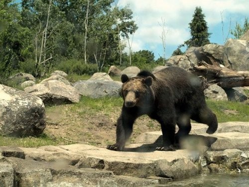 12. Minnesota zooparki (Minnesota Zoo)