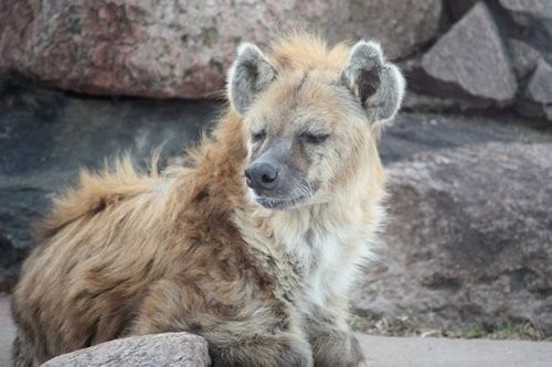 8. Toronto zooparki (The Toronto Zoo)