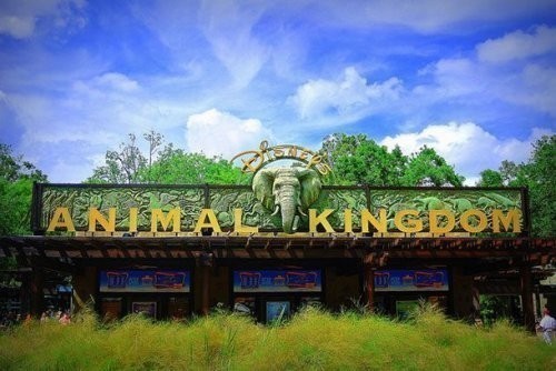 7. Disney hayvonot olami podshoxligi. (Disney's Animal kingdom)