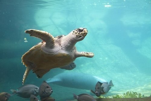 4. Kolumbus zooparki va akvariumi (The Columbus Zoo and Aquarium)
