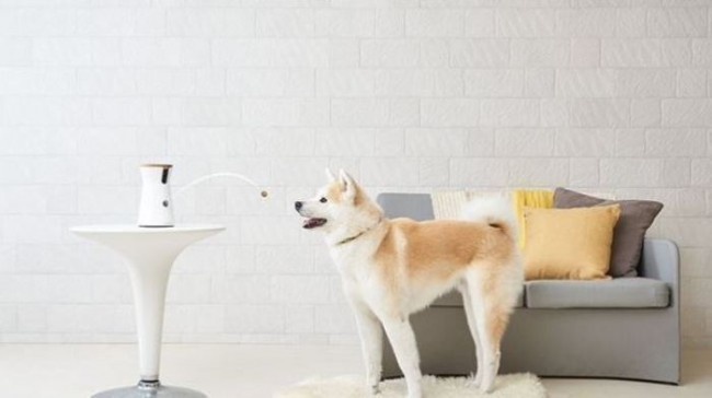 10. Kuchuk vovillashiga qarshi hayvonlar uchun kamera