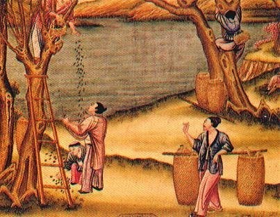 14.	Ipak ishlab chiqarish – xitoyliklarning sirli qobiliyatidir. 