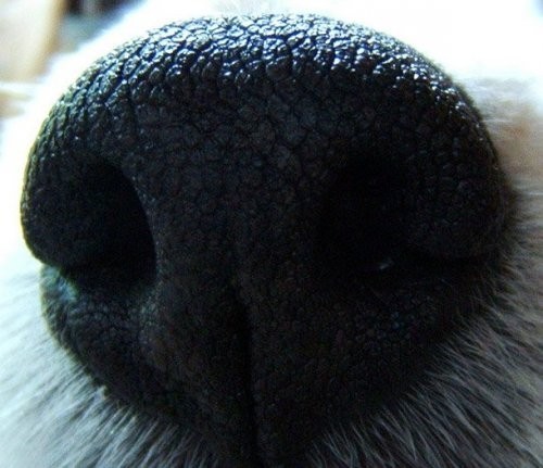 It burnining izi inson barmoq izlari kabi juda o’ziga xos