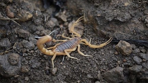 12. Hindiston qizil chayoni, Hottentotta tamulus turi