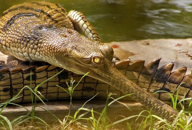 Gavial