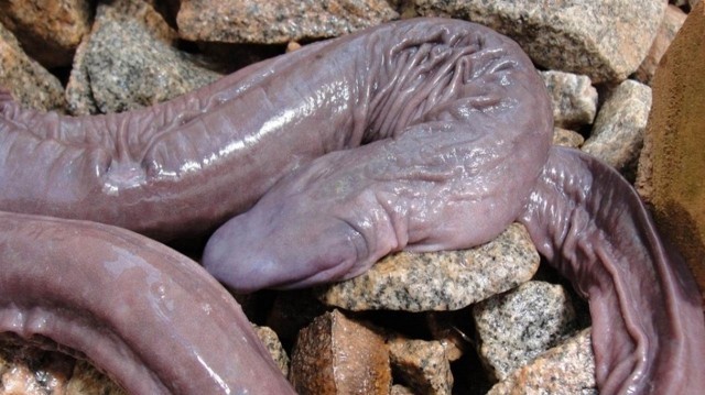 Atretochoana Eiselti iloni