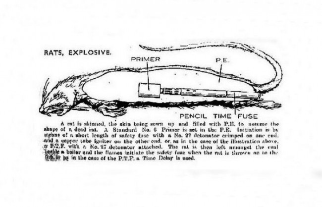 2. Portlovchi kalamushlar