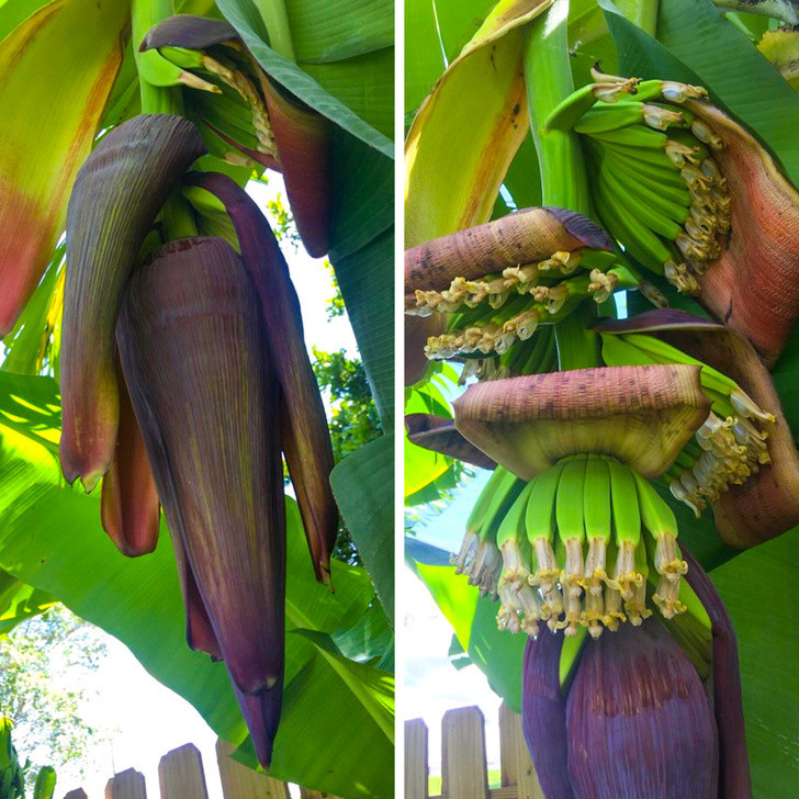 Bananlar yetilish jarayonining ilk bosqichida
