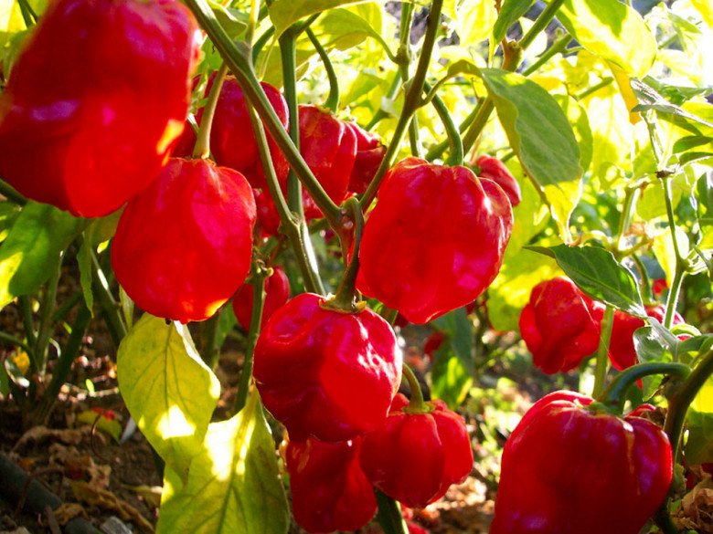 7-o’rin. Red Savina (o’tkirligi 450 000 birlik)
