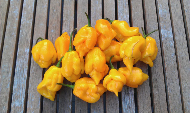 5-o’rin. Trinidad Scorpion CARDI (o’tkirligi 1000 000 birlik)