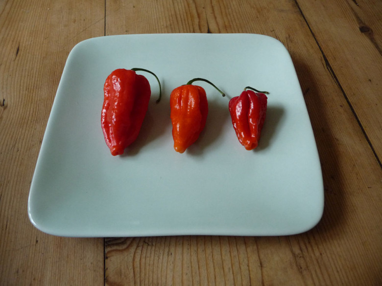 4-o’rin. Naga Morich (o’tkirligi 1000 000 birlik)