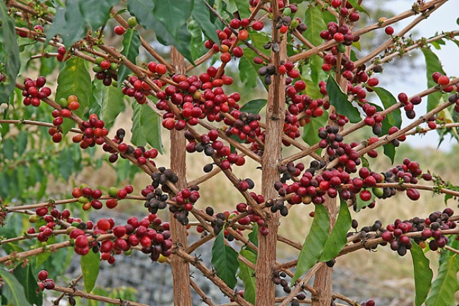 6. Qahva