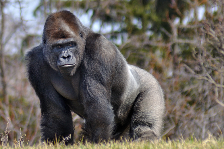 4. Gorilla
