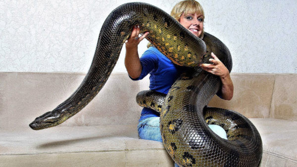 Juda xavfli fotosurat. Bu gigant anakondaning uzunligi 5,2 metr va og'irligi taxminan 100 kg ga teng.