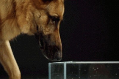  Qiziqarli sur'atlarning ajoyib hodisalari