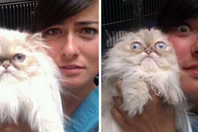 Hozirgina veterinar ko'rigiga kelgan ekanligini tushunib qolgan 25ta kulgili mushuklar