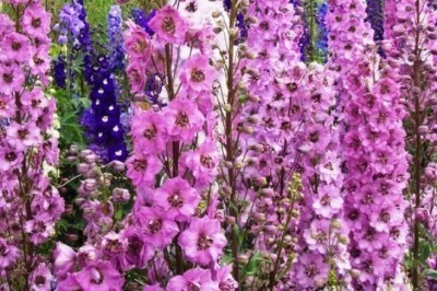 Havfli go’zallik: 15 qotil – gullar!