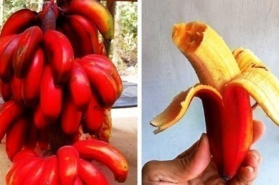 Siz eshitmagan va ko'rmagan 18ta noyob ekzotik mevalar