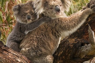 Sayyoramizdagi eng sekin harakatlanuvchi 7 hayvonlar
