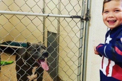 4 yasharli bolakay barcha yig'gan pullarini ikkita kuchuklarni hayotini qutqarish uchun sarfladi