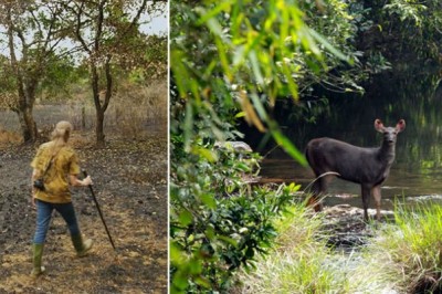 Ushbu juftlik 26 yil umrini tropik o’rmon zaxirasini  qayta tiklashga sarfladi
