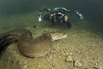 Amazonkaning 10 ta dahshatli yashovchisi