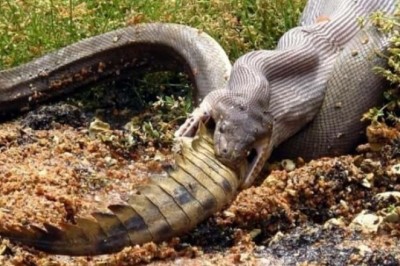 Bolalar Avstraliyaga bormang – u yerdagi jonzotlardan kattalar ham qo’rqadi