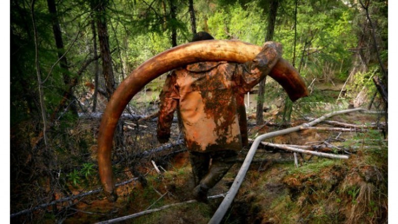 Yakutiyada yangi "oltin talvasasi" - mamontlarning tishlariga ov