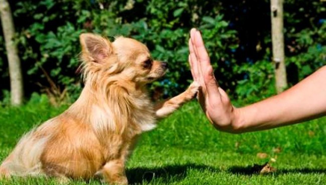 Kuchuklar haqida keng tarqalgan 7 ta afsona