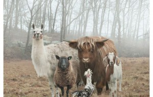 Musiqiy albomlar muqovasidagiga o'xshaydigan 20 ta jasur hayvonlar