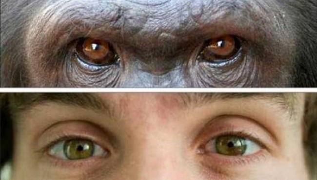 Ko’z haqida biz bilgan va bilmagan faktlar