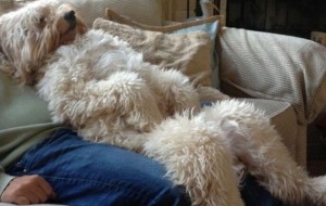 O’zining be’mani ko’rinishi bilan sizni tomchi ko’z yoshgacha kuldiradigan 30 ta kulgili kuchukchalar