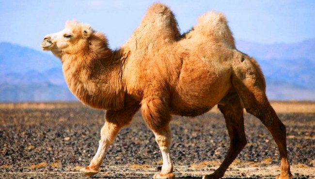 Qiziqarli ma’lumot: Tuya o’rkachining siri nimada?