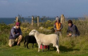 Qiziqarli ma'lumotlar: Fransiyada orolda tyulenlar, qo’ylar va quyonlar bilan yashaydigan introvertlarni qidirmoqdalar