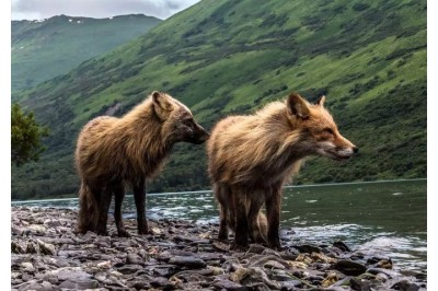 Qiziqarli ma'lumotlar: National Geographicdan "2017 yilning tabiatni eng yaxshi sur'atkashi" tanlovining finalistlari