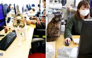 Yaponiyada ishdagi stress bilan qanday kurashishadi?