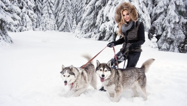 Insonlarning sodiq do’sti bo’lmish kuchuklar haqida 24 fakt 