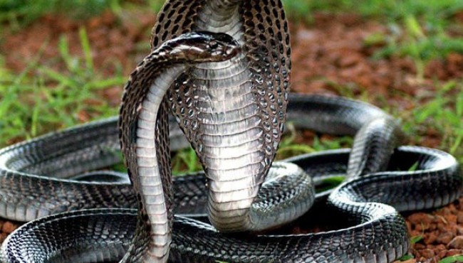 Koinotning eng zaharli va dahshatli mavjudotlari haqida bilasizmi?