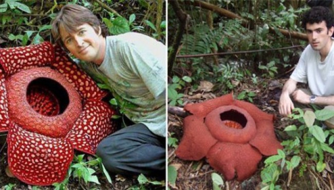 Koinotning eng ajoyib o’simliklari 