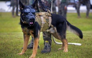 Qadimda odamlar dushman bilan kurashish va harbiy sohada qanday hayvonlardan foydalanganlar?