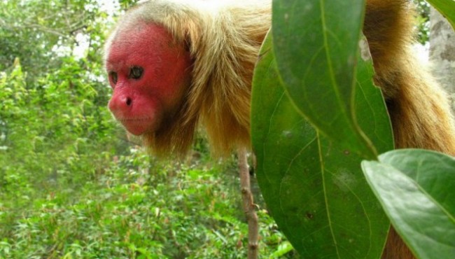  Mavjudligi haqida siz bilmagan va xatto tasavvur ham qilmagan 23 nafar antiqa jonivorlar 