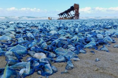 Velellavelella - g’aroyib va o’ziga xos yagona mavjudot 