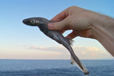 Ginness rekordchilari: Eng, eng, eng kichik hayvonlar