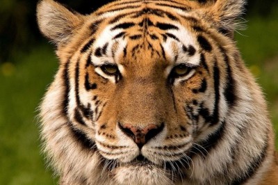 Yo'qotilgan boylik - Turon yo'lbarsi