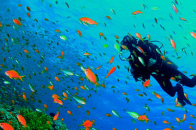 Dayving haqida qiziqarli ma’lumotlar