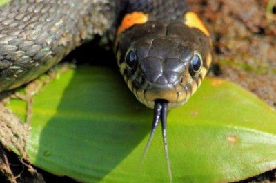 Ilonlar haqida ko’pchilik bilgan biroq haqiqatdan yiroq bo’lgan mish-mishlar