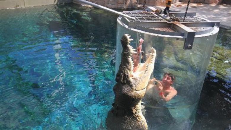 Avstraliyaning diqqatga sazovor ekstremal joyi Crocosaurus Cove