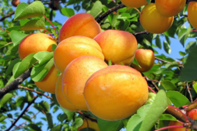 O’rik va uning foydali jihatlari