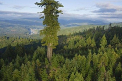 Top-10: Dunyodagi eng baland daraxtlar